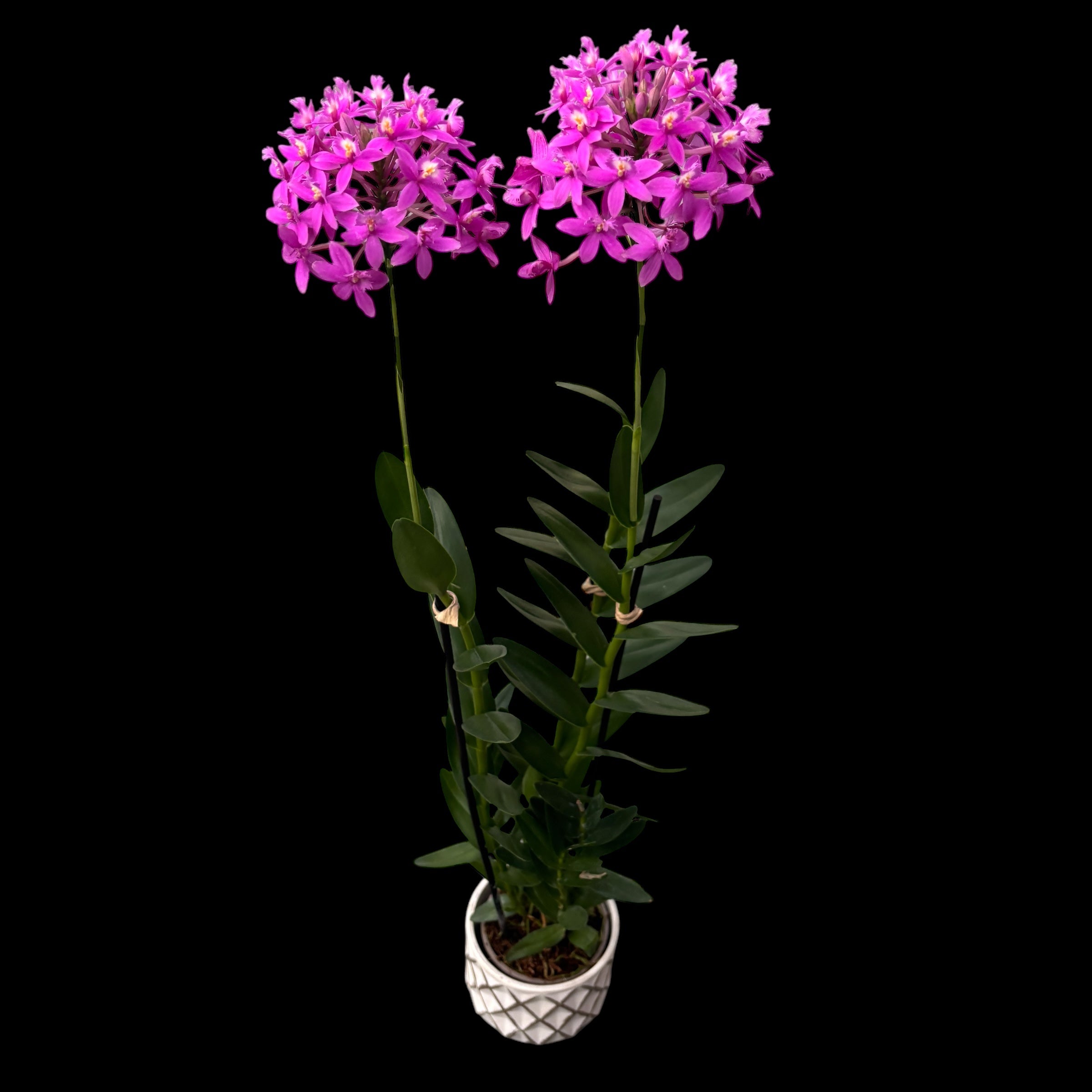 Epidendrum radicans ‘Strong Pink’