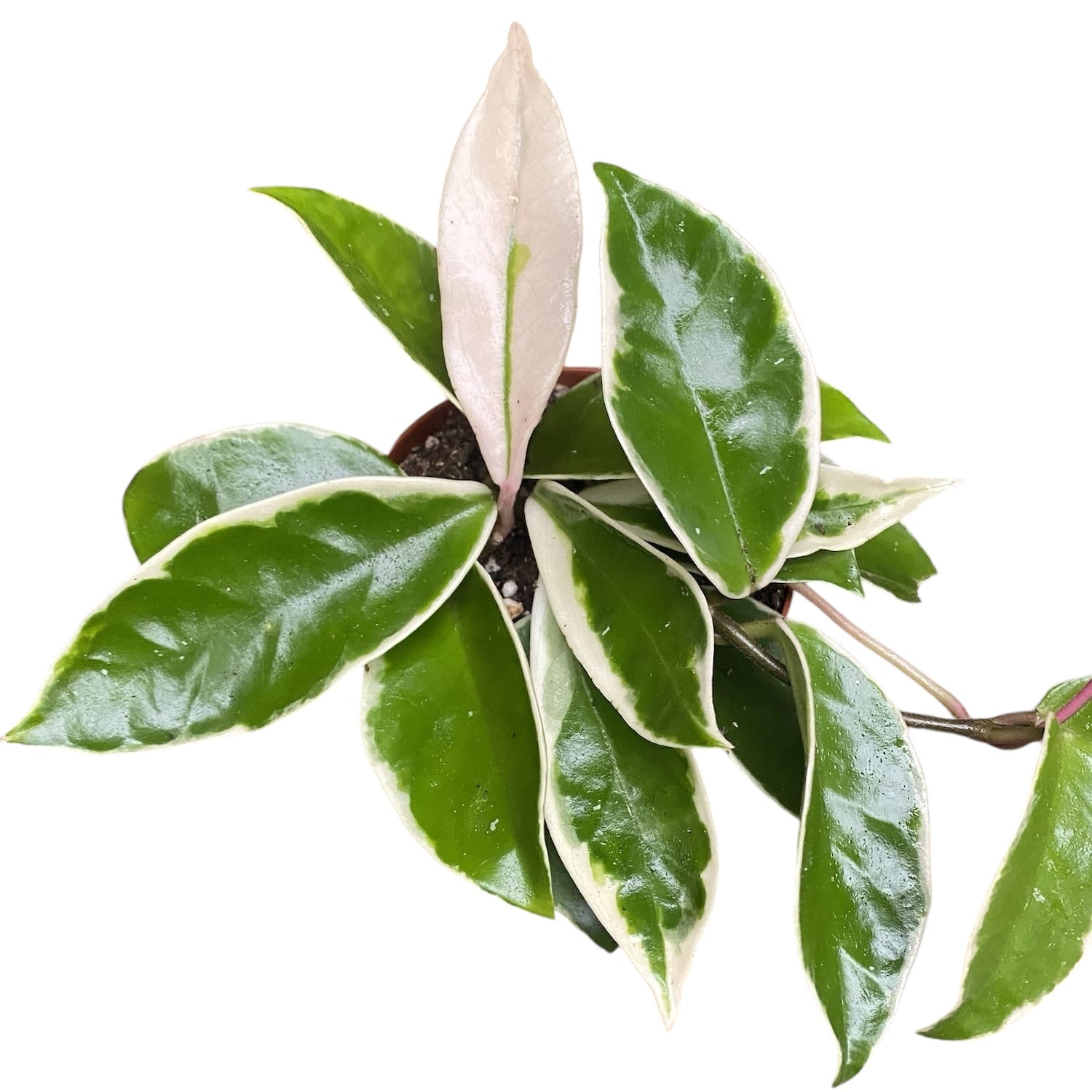 Hoya carnosa 'Krimson Queen' D9 - 2-3 plante/pot