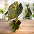 Alocasia wentii 'Aurea'
