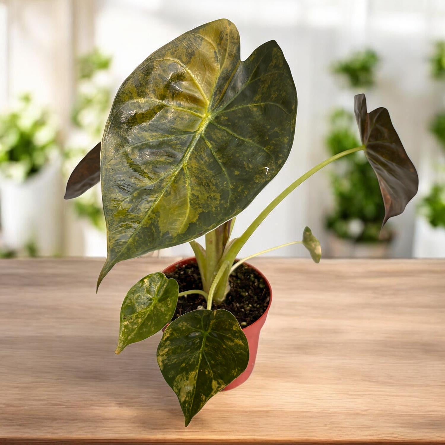 Alocasia wentii 'Aurea'
