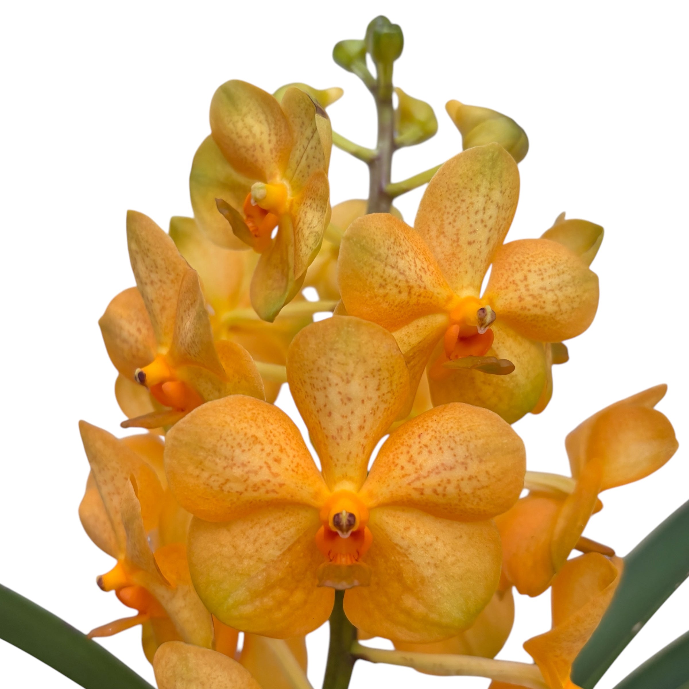 Vanda Natcha Princess Orange (Ansu)