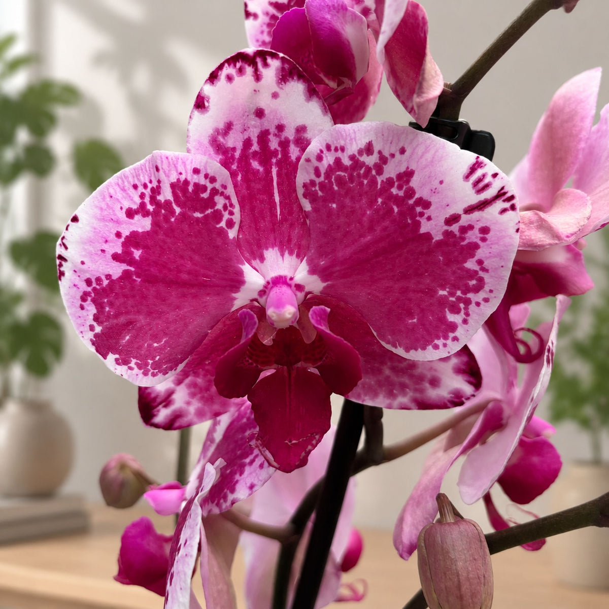 Phalaenopsis Veronika