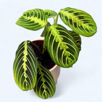 Maranta leuconeura ‘Lemon Lime’ - Planta care se roaga, cu frunzis verde neon