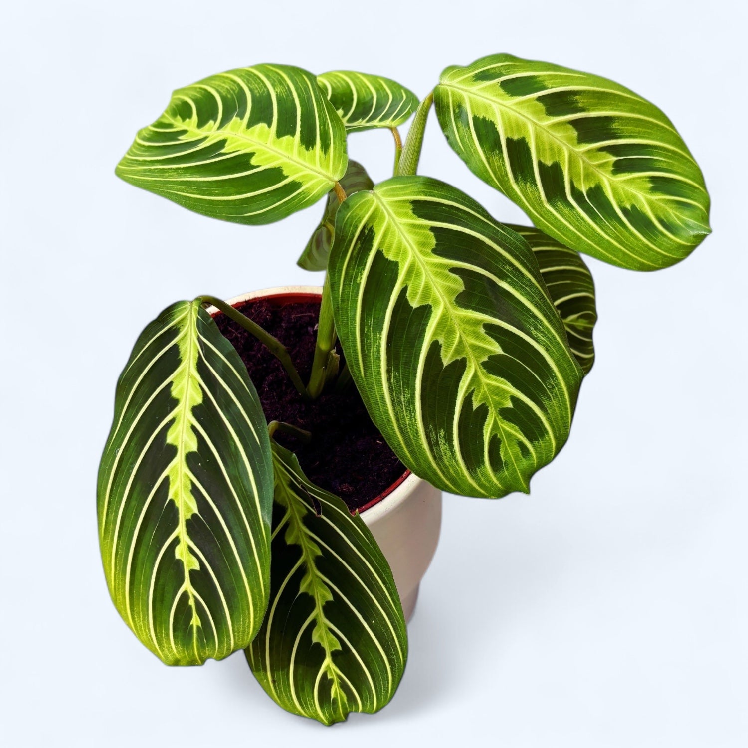 Maranta leuconeura ‘Lemon Lime’ - Planta care se roaga, cu frunzis verde neon
