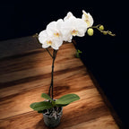 Phalaenopsis Sogo Yukidian 'V3' (Witte Florious) - XXL bloem