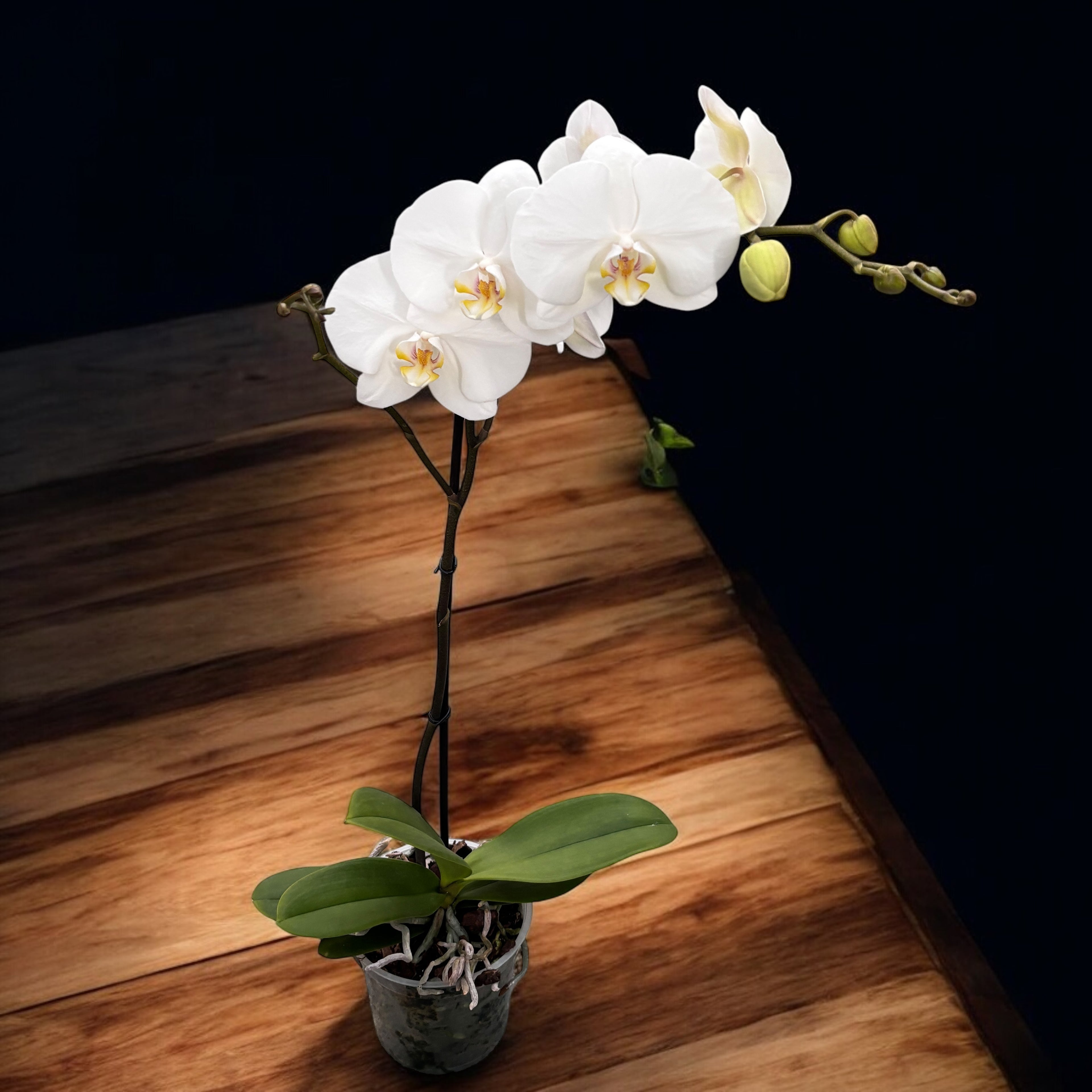 Phalaenopsis Sogo Yukidian 'V3' (Бял Флориос) - XXL цвете