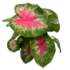 Caladium ‘Rosebud’