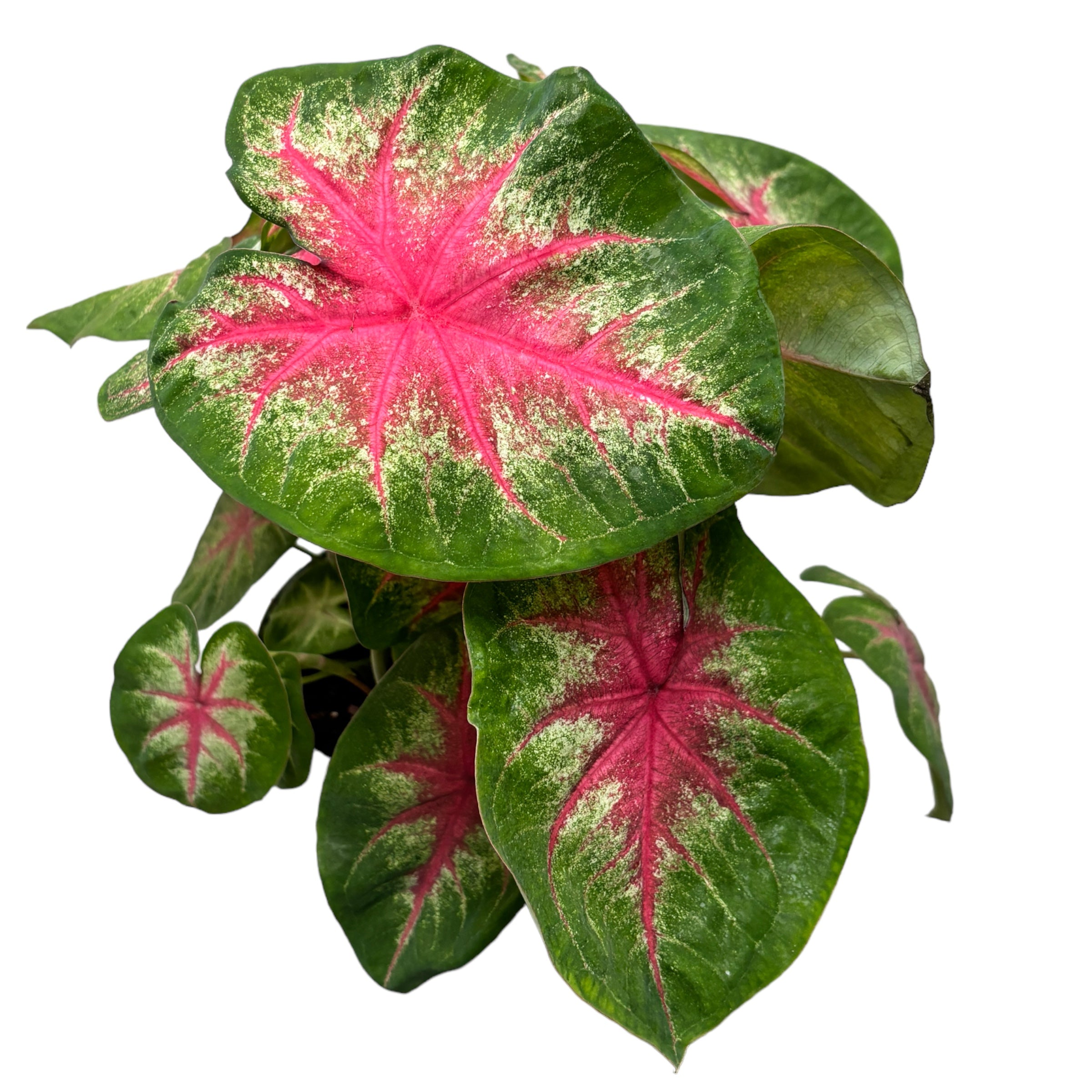 Caladium ‘Rosebud’