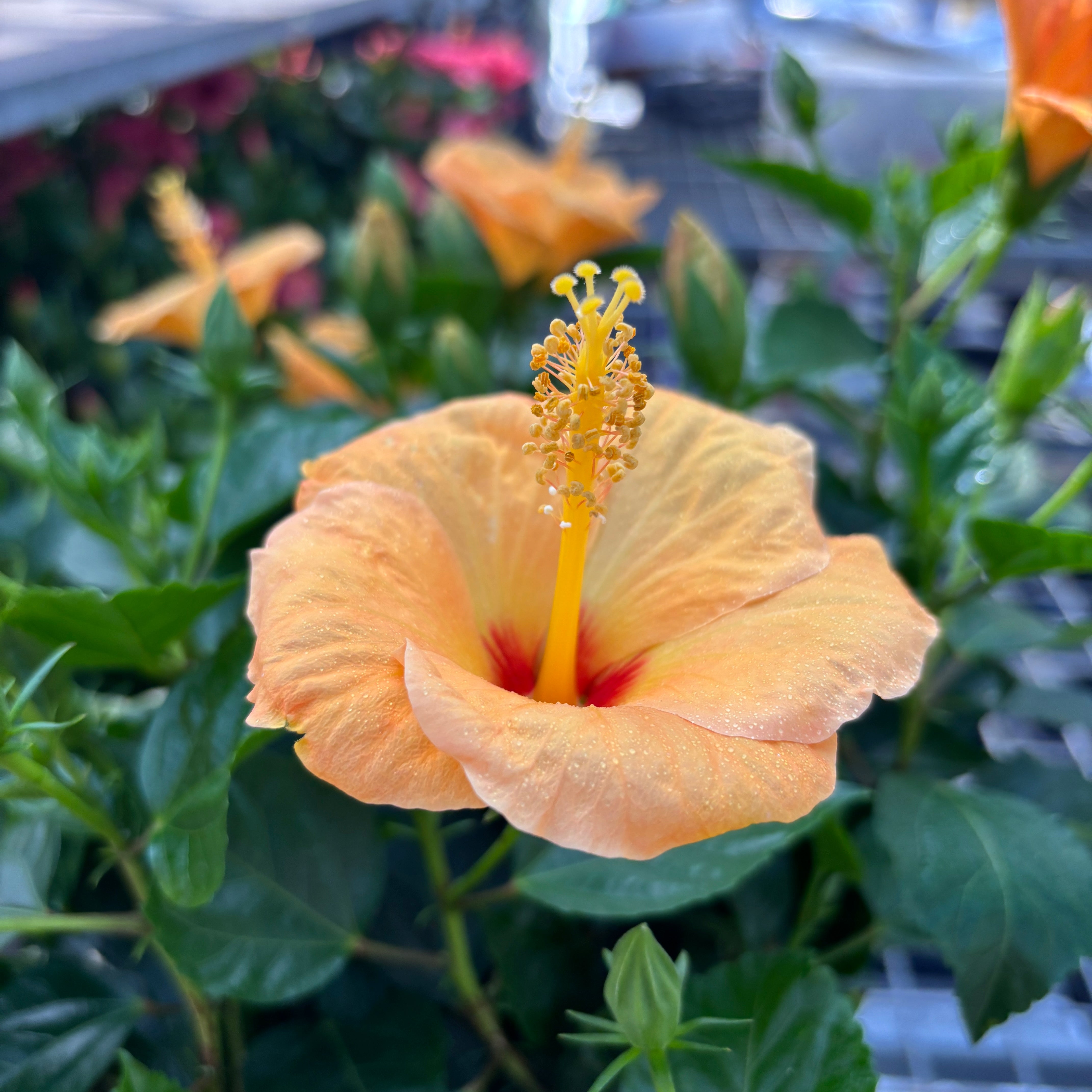 flower•*¨*•.¸♬︎ Hibiscus rosa-sinensis 'Sunny Torino' - exemplare XL – Secret