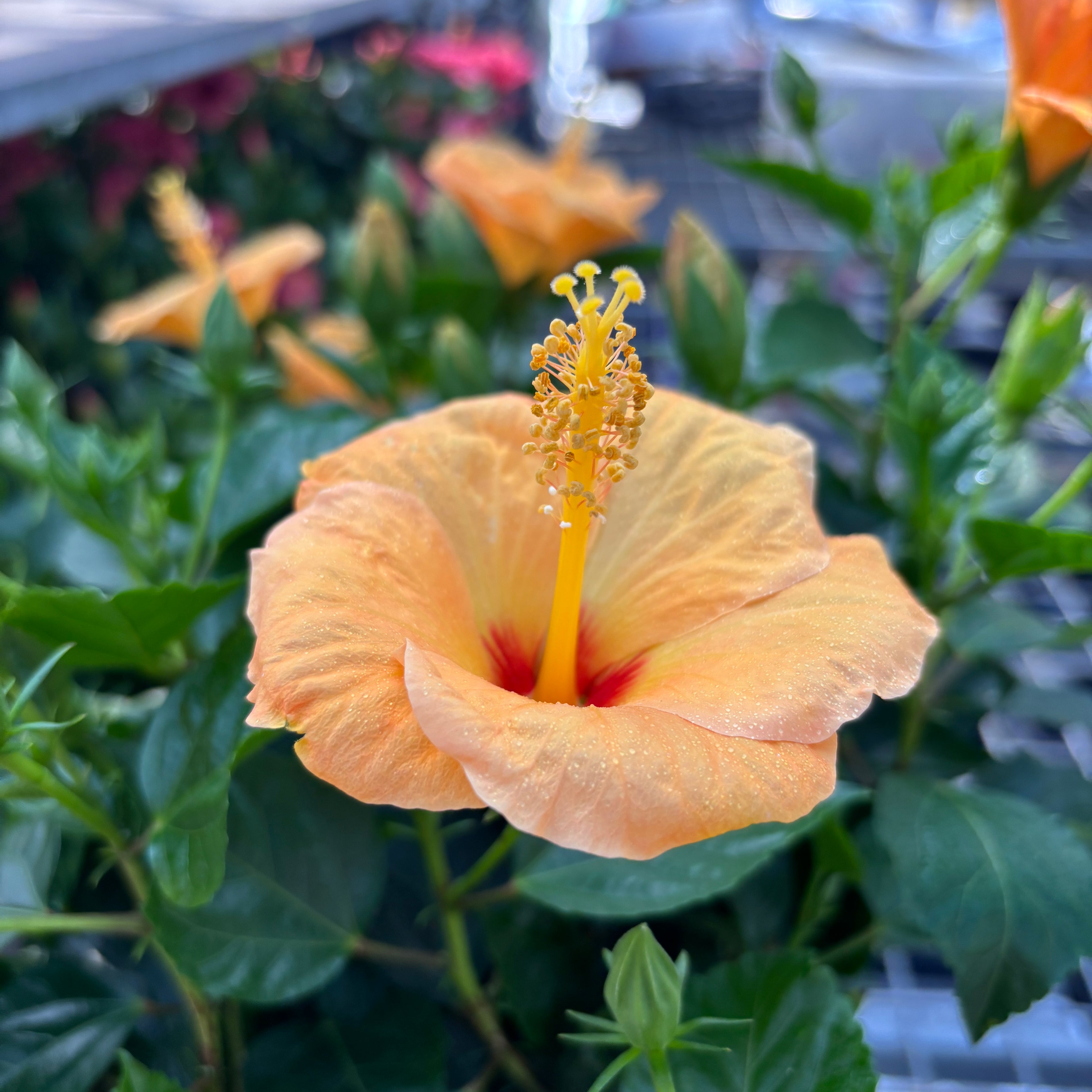 Hibiszkusz rosa-sinensis 'Sunny Torino' - XL példányok