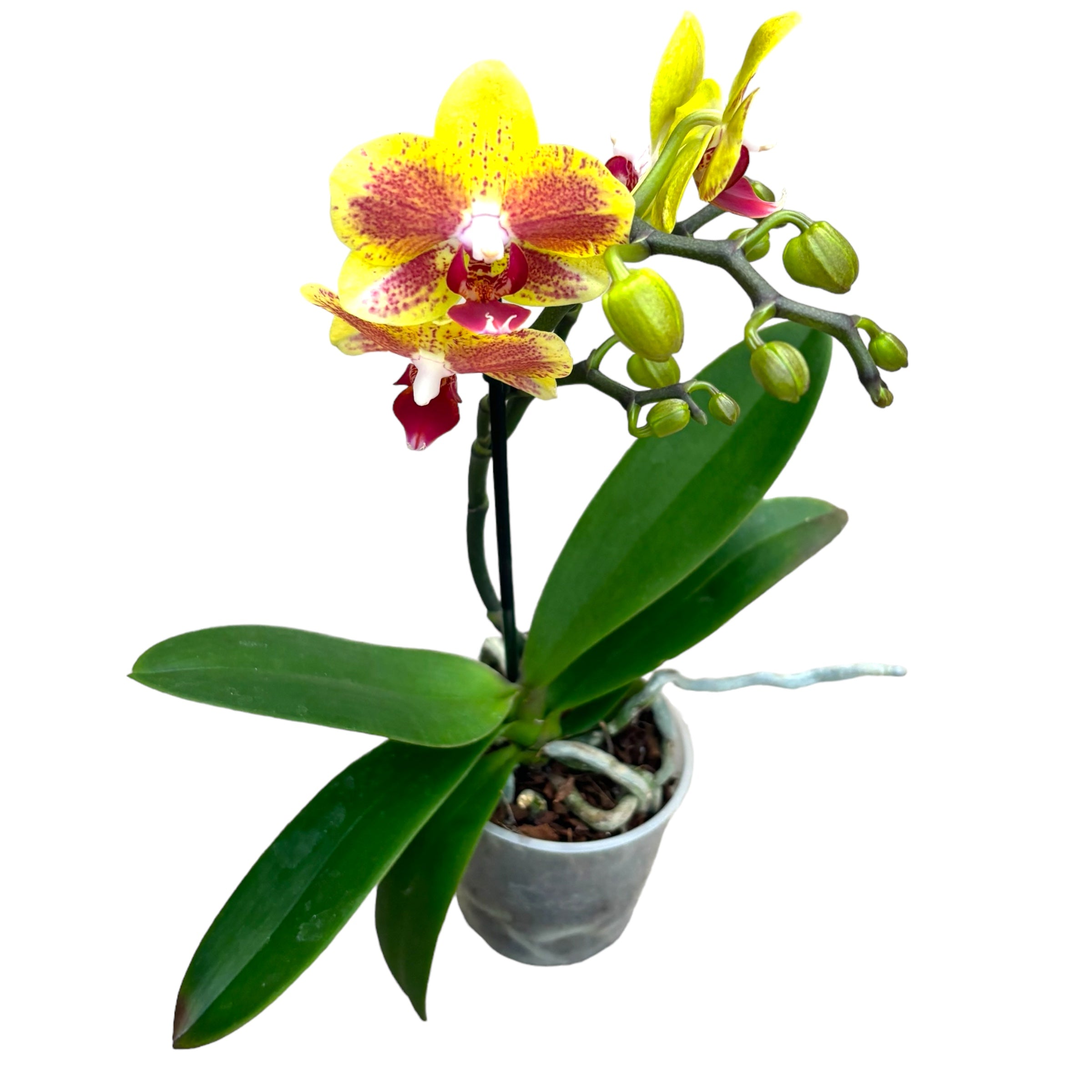Phalaenopsis « Limited #65 »