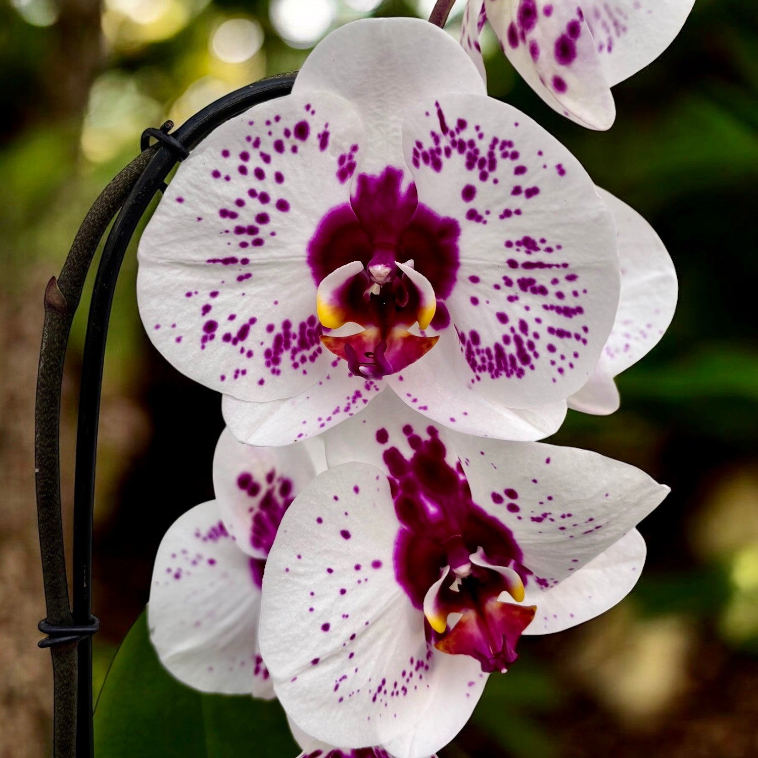 Phalaenopsis Gan Lin Fairy (Picasso) - XL-kukat