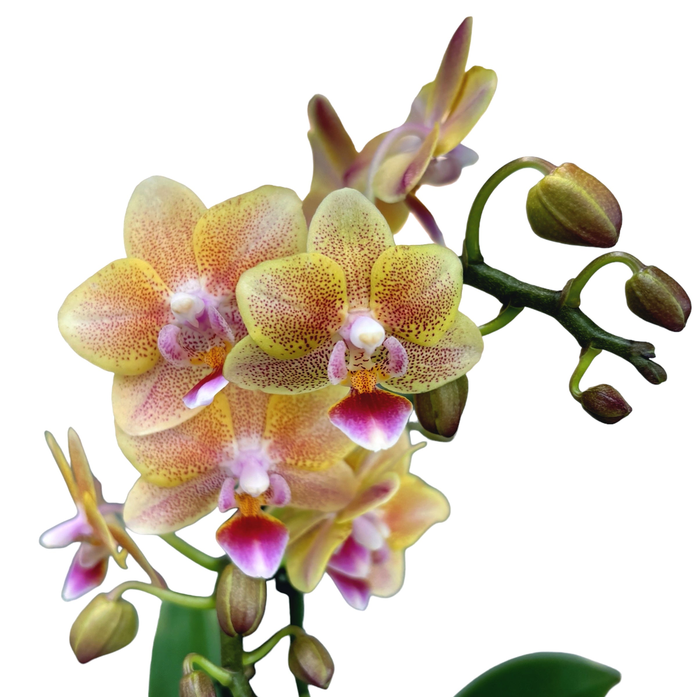 Phalaenopsis Aromio Spicy *duftend