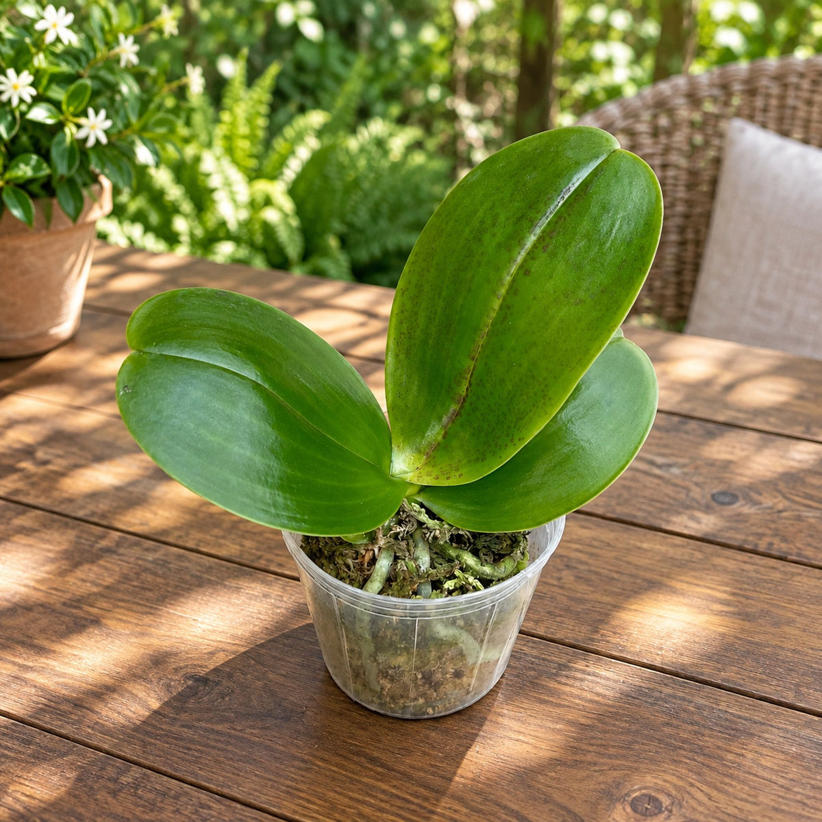 Phalaenopsis Mituo Sun King - fleurs cireuses parfumées