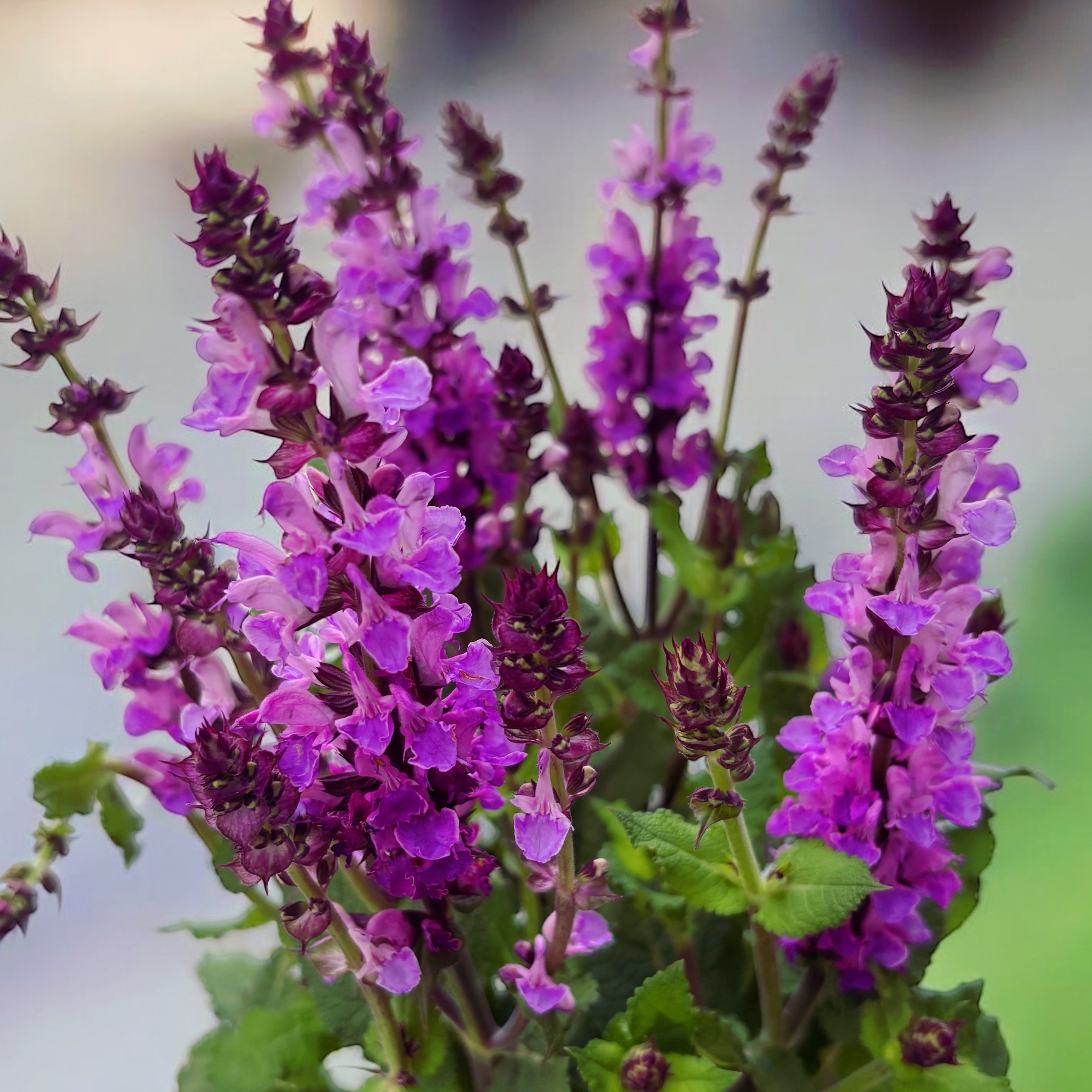 Salvia nemorosa 'Marvel Rose' - salvie perena compacta cu inflorire roz intens