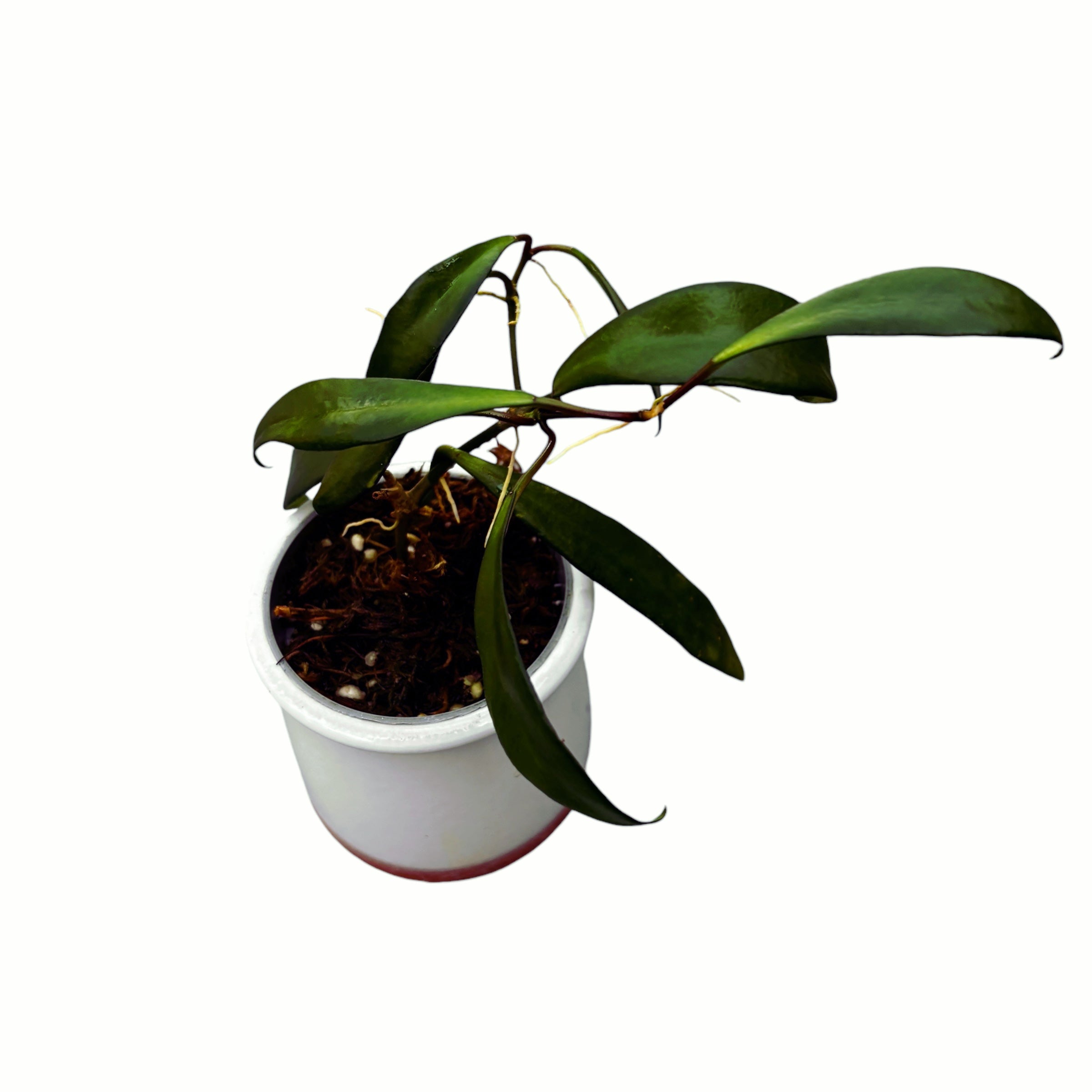 Hoya davidcummingii - parfum de caramel sarat