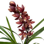 Cymbidium Aurora