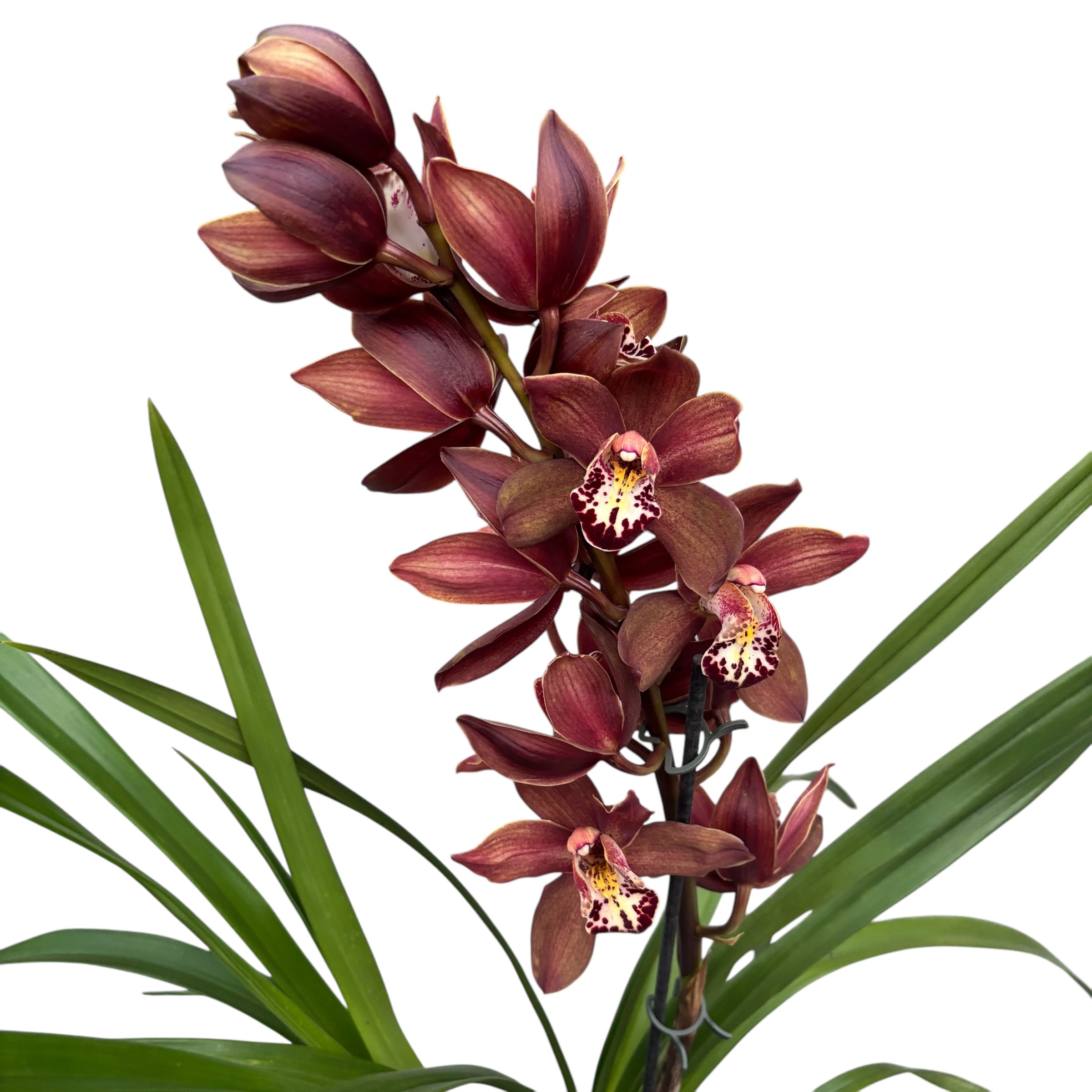 Cymbidium Aurora