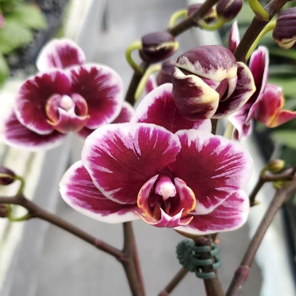 Phalaenopsis (Chiada Gloria × Yu Pin Pearl) 'Splash'