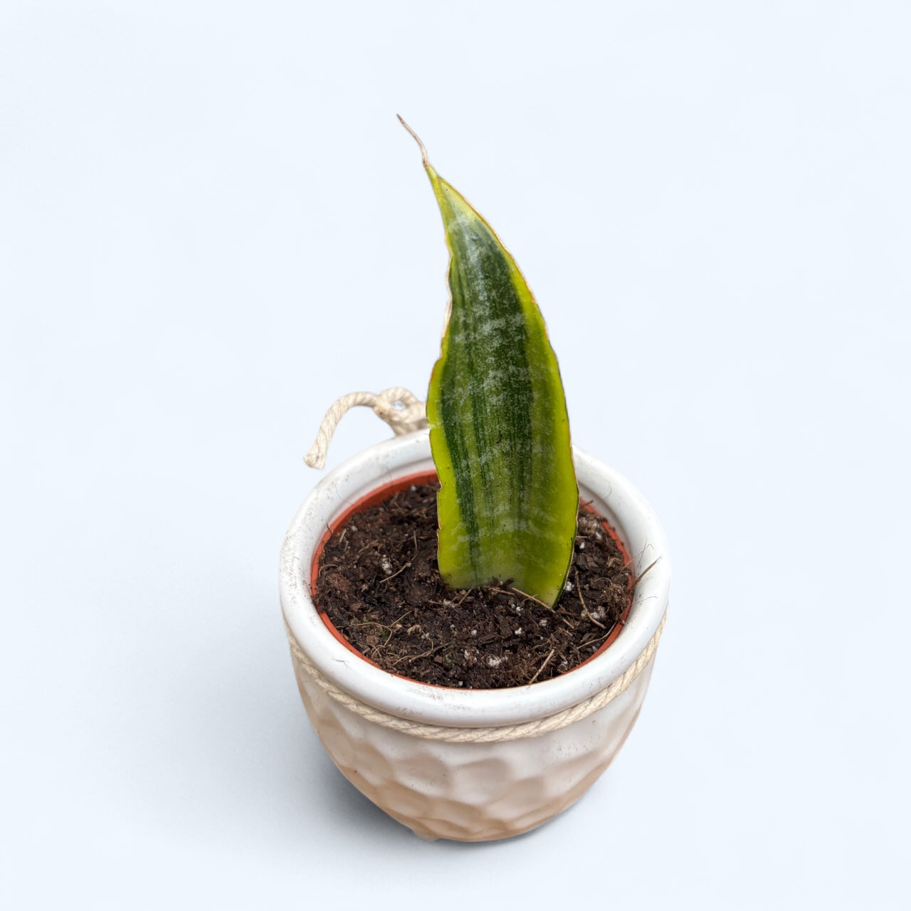 Sansevieria ‘Gabriella Variegata’ D6
