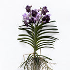 Vanda Midnight Black (Ansu)