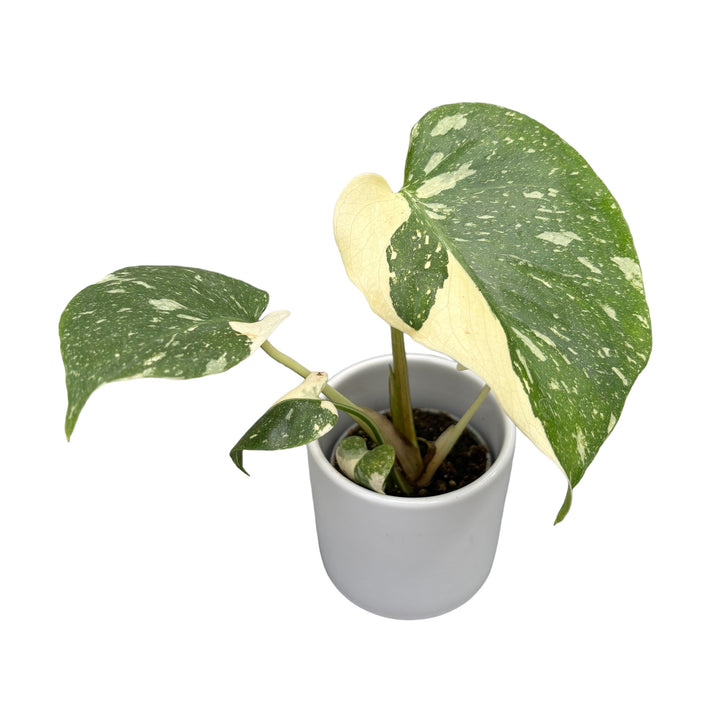 Monstera 'Thai Constellation' D6