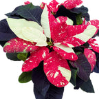 Euphorbia pulcherrima 'Mouse Glitter'