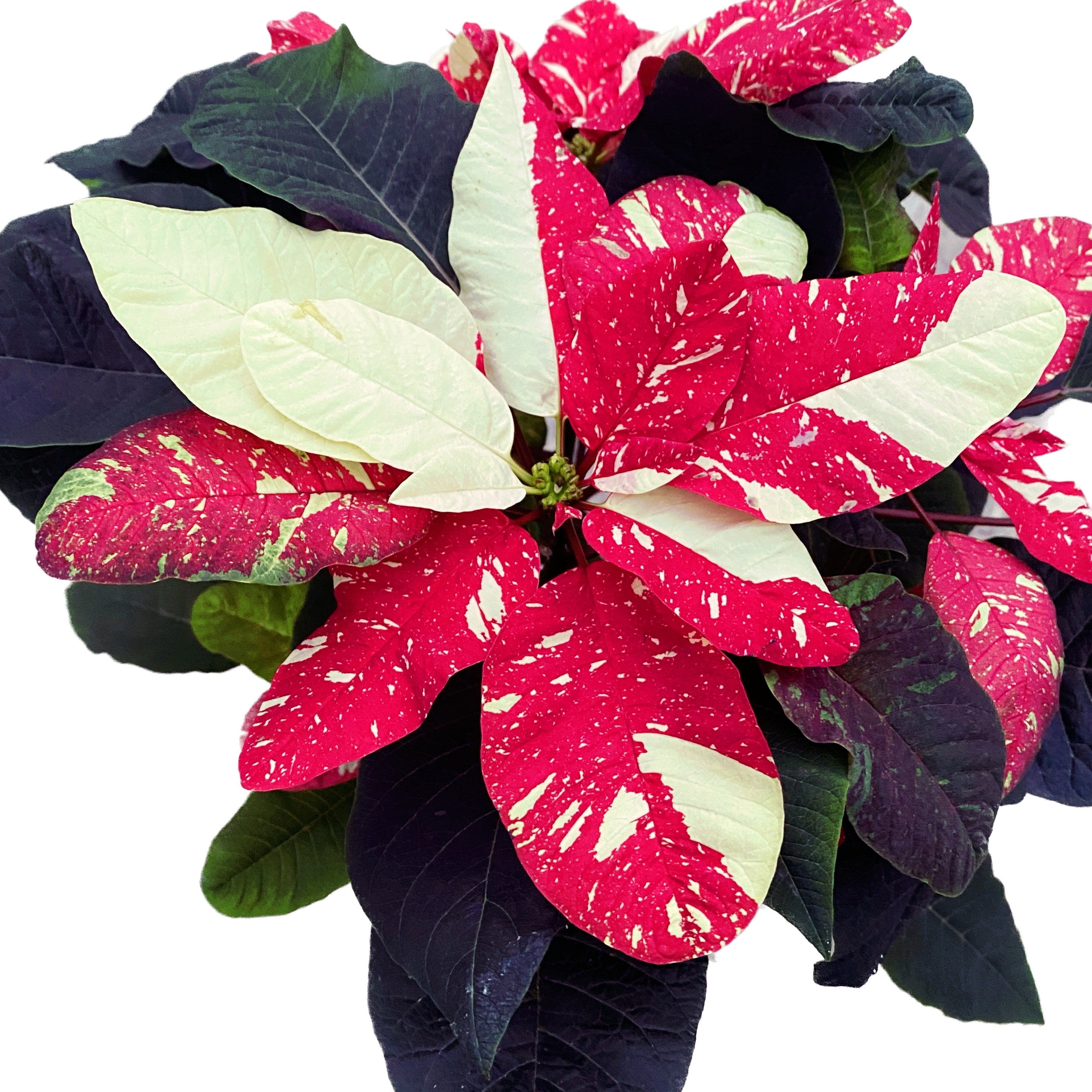 Euphorbia pulcherrima 'Mouse Glitter'