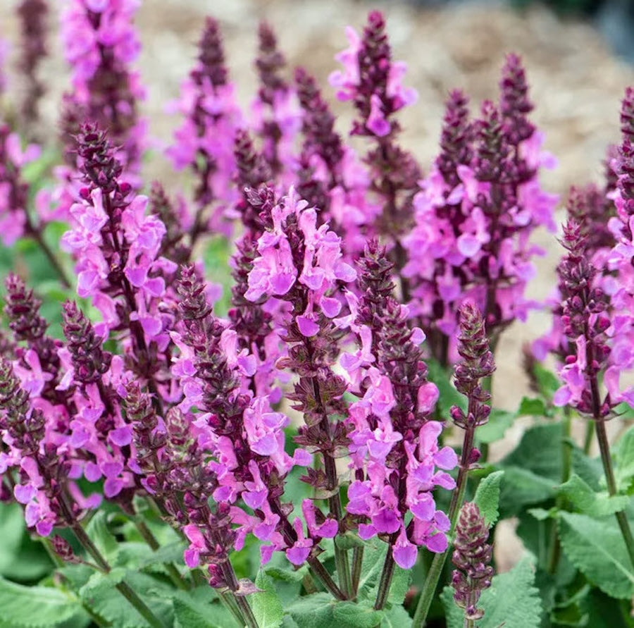 Salvia nemorosa 'Marvel Rose' - salvie perena compacta cu inflorire roz intens