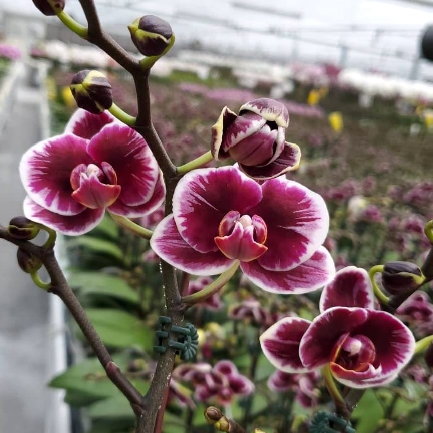 Phalaenopsis (Chiada Gloria × Yu Pin Pearl) 'Splash'