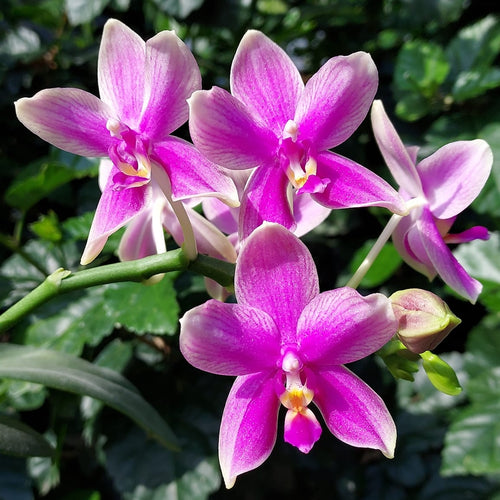 Phalaenopsis Formosa Sweet Memory (Timothy Christopher × bellina) 