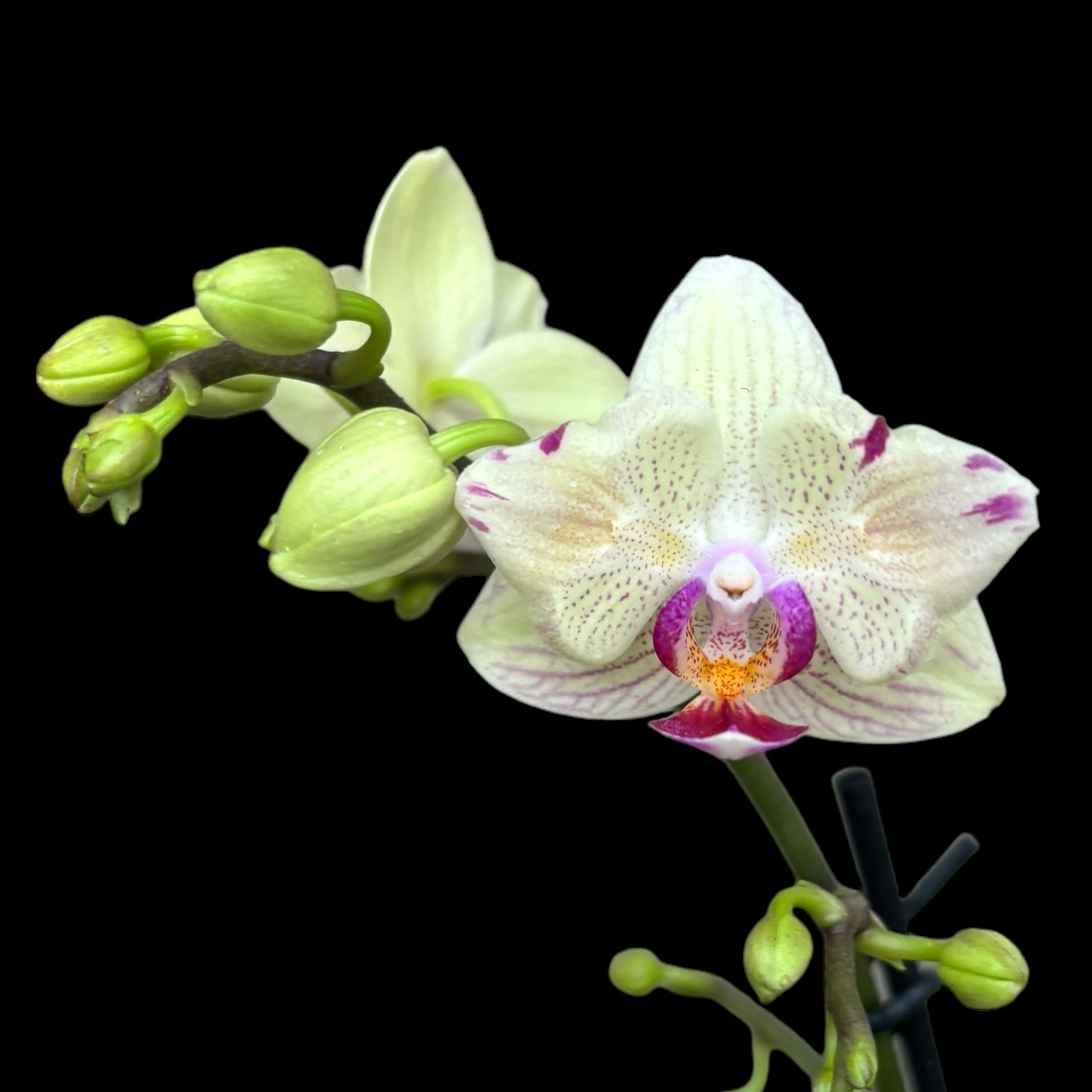 Phalaenopsis 'Limited #55' pelorique