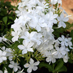 Plumbago auriculata 'Alba' (floarea dragostei)