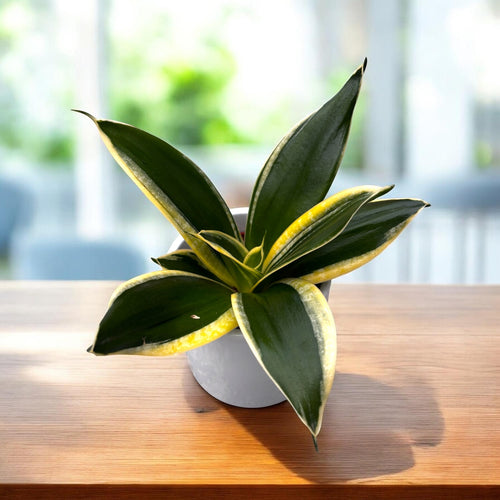sansevieria hahnii jade pagoda Sansevieria Hahnii 'Jade Pagoda' – Secret Garden Plant Shop