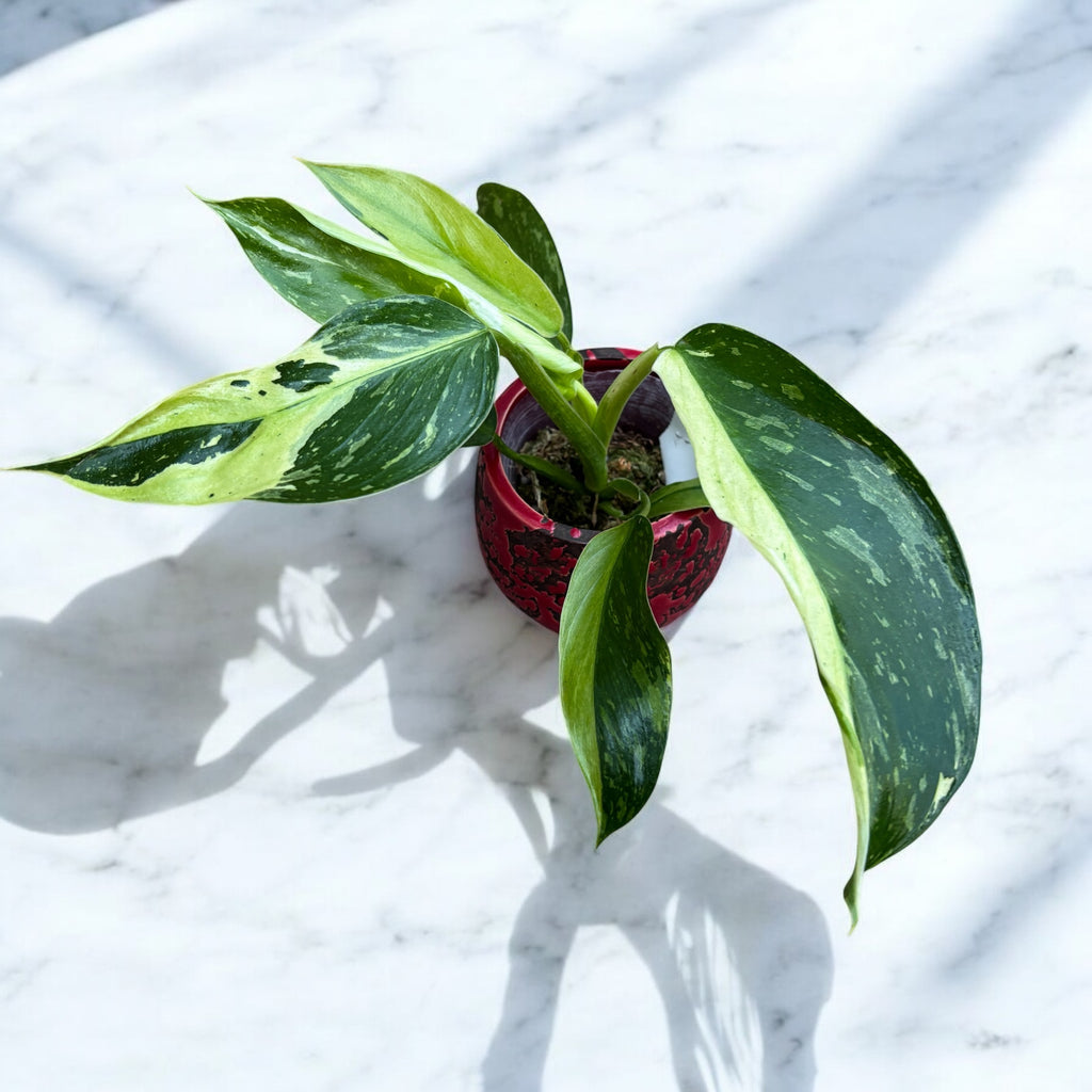 Philodendron Jose Buono (Taïwan)