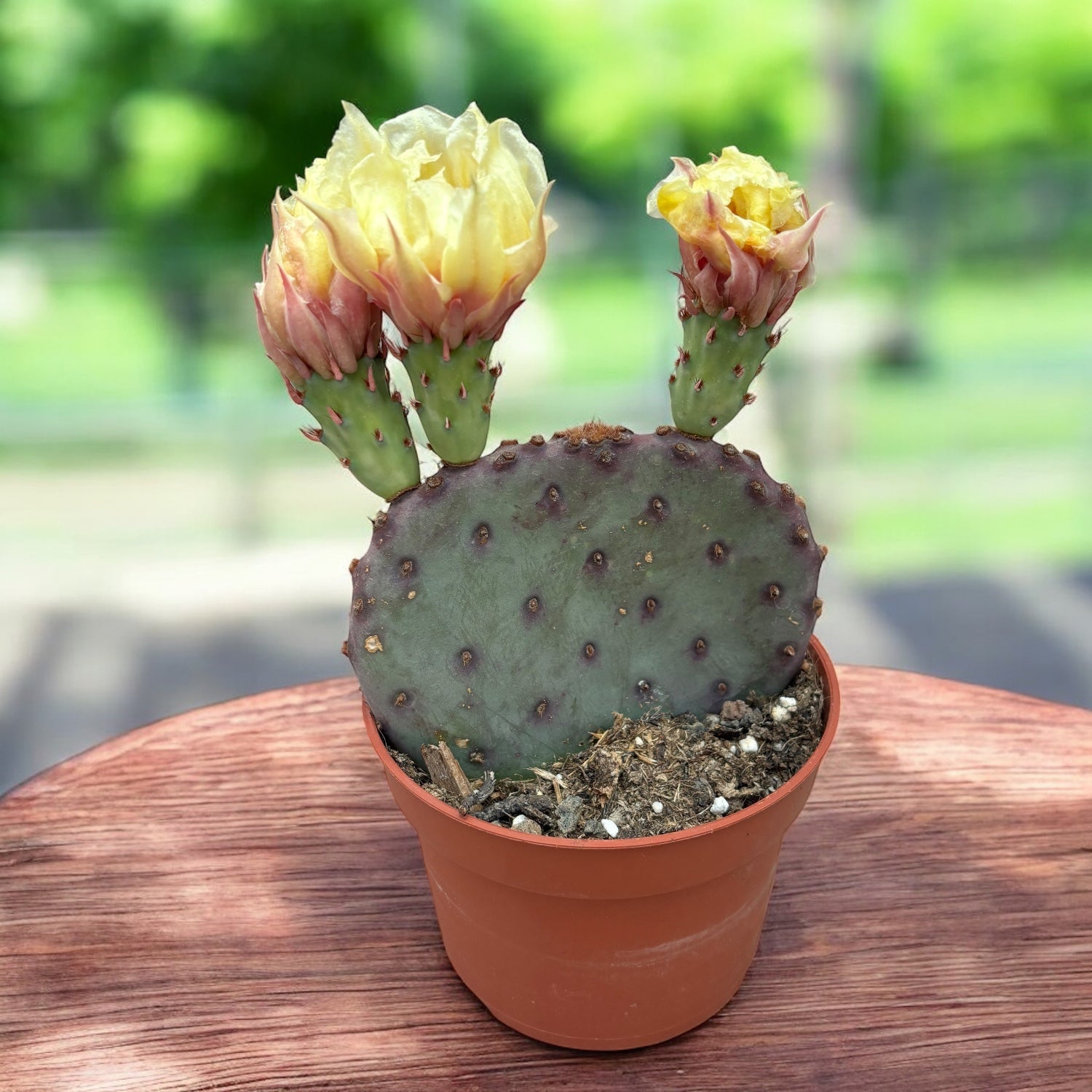 Opuntia azurea – cactus cu flori galbene, rezistent la seceta si