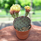 Opuntia azurea – cactus met gele bloemen, bestand tegen droogte en vorst