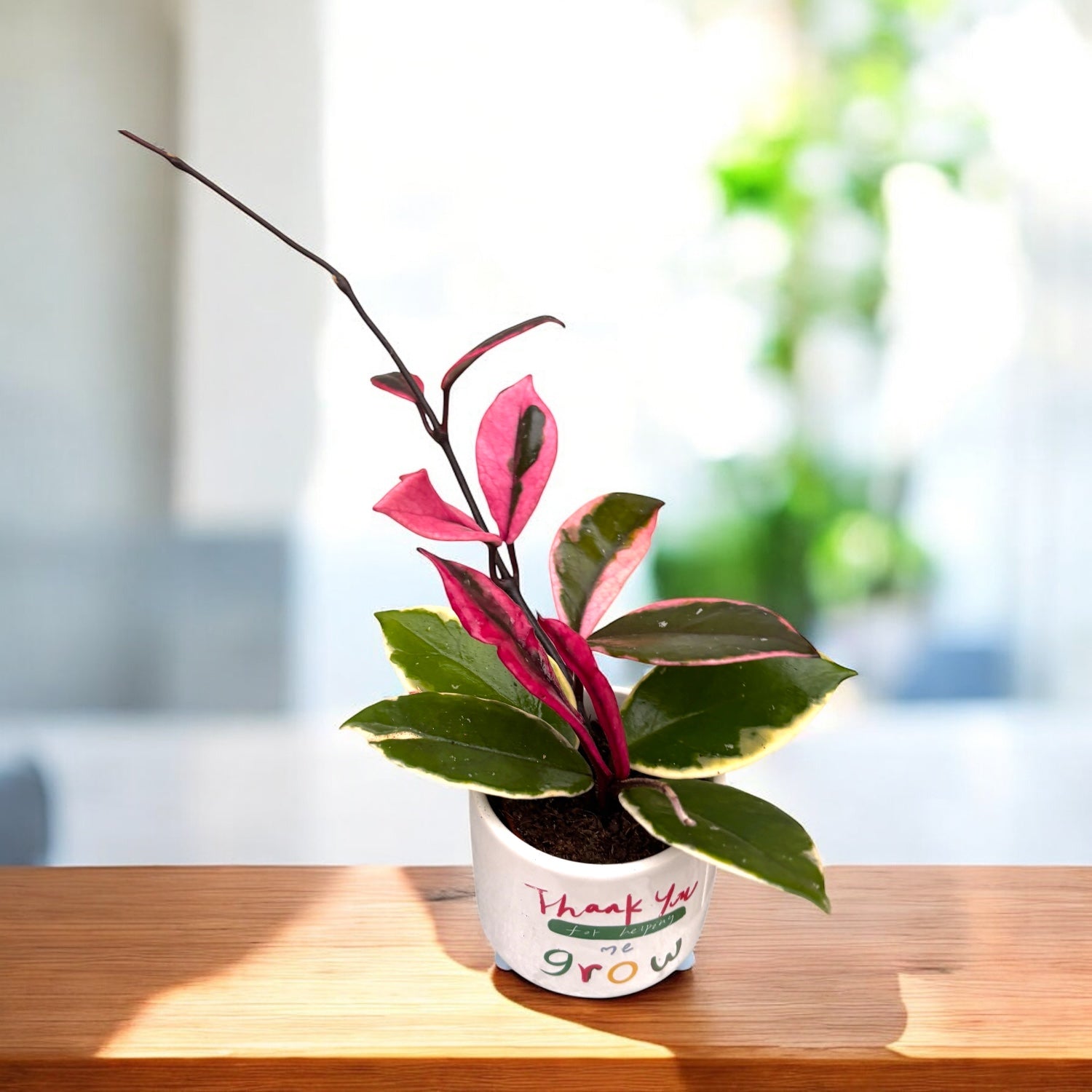 Hoya carnosa 'Flamingo Dream' D6 (parfumata)