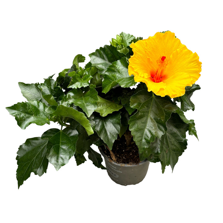 Hibiscus Aura Yellow - Trandafir japonez 