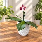 Phalaenopsis Miki Fly Eagle C1 'Edison'