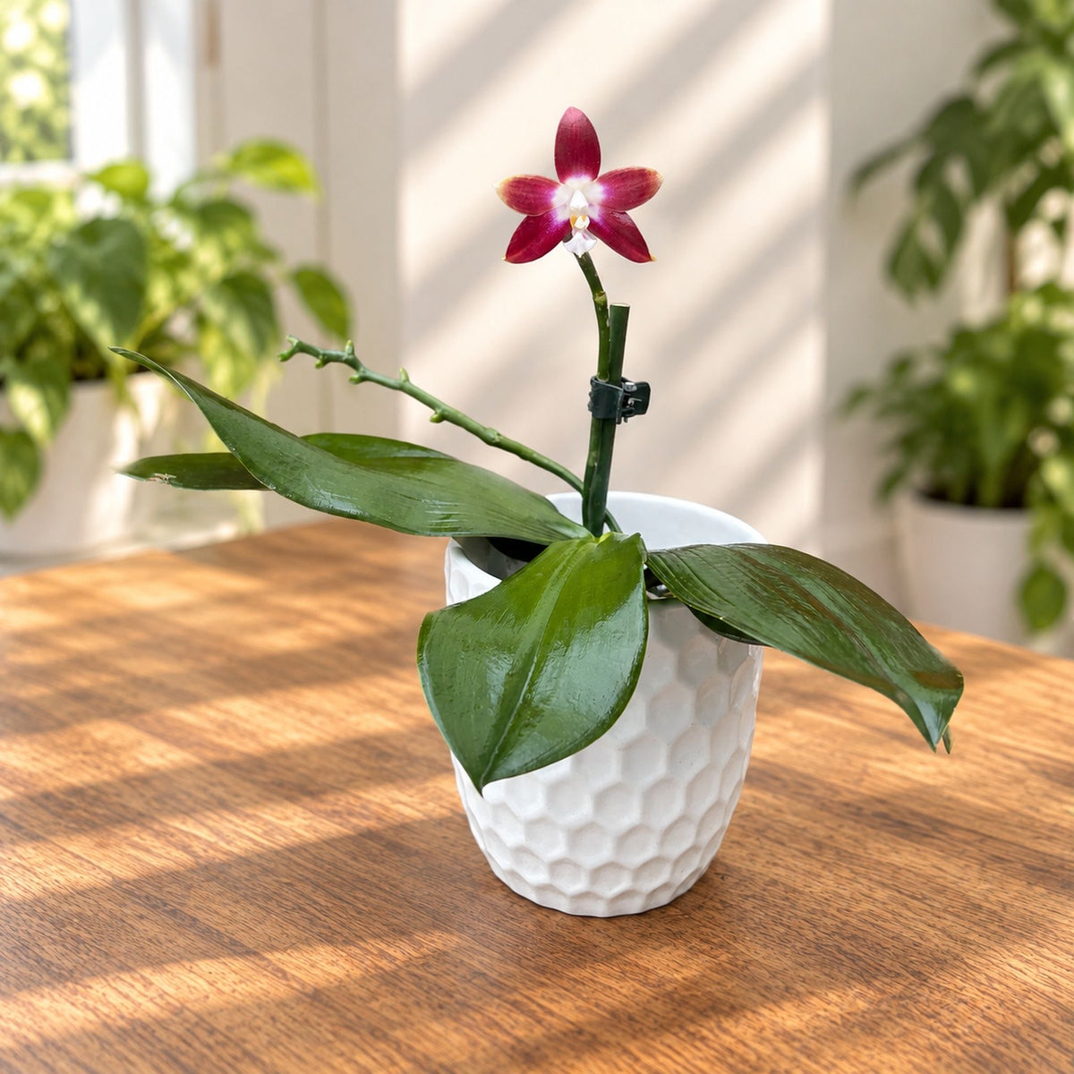 Phalaenopsis Miki Fly Eagle C1 'Edison'