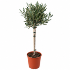 Maslin - Olea europaea (Olive Tree), arbore mediteranean decorativ