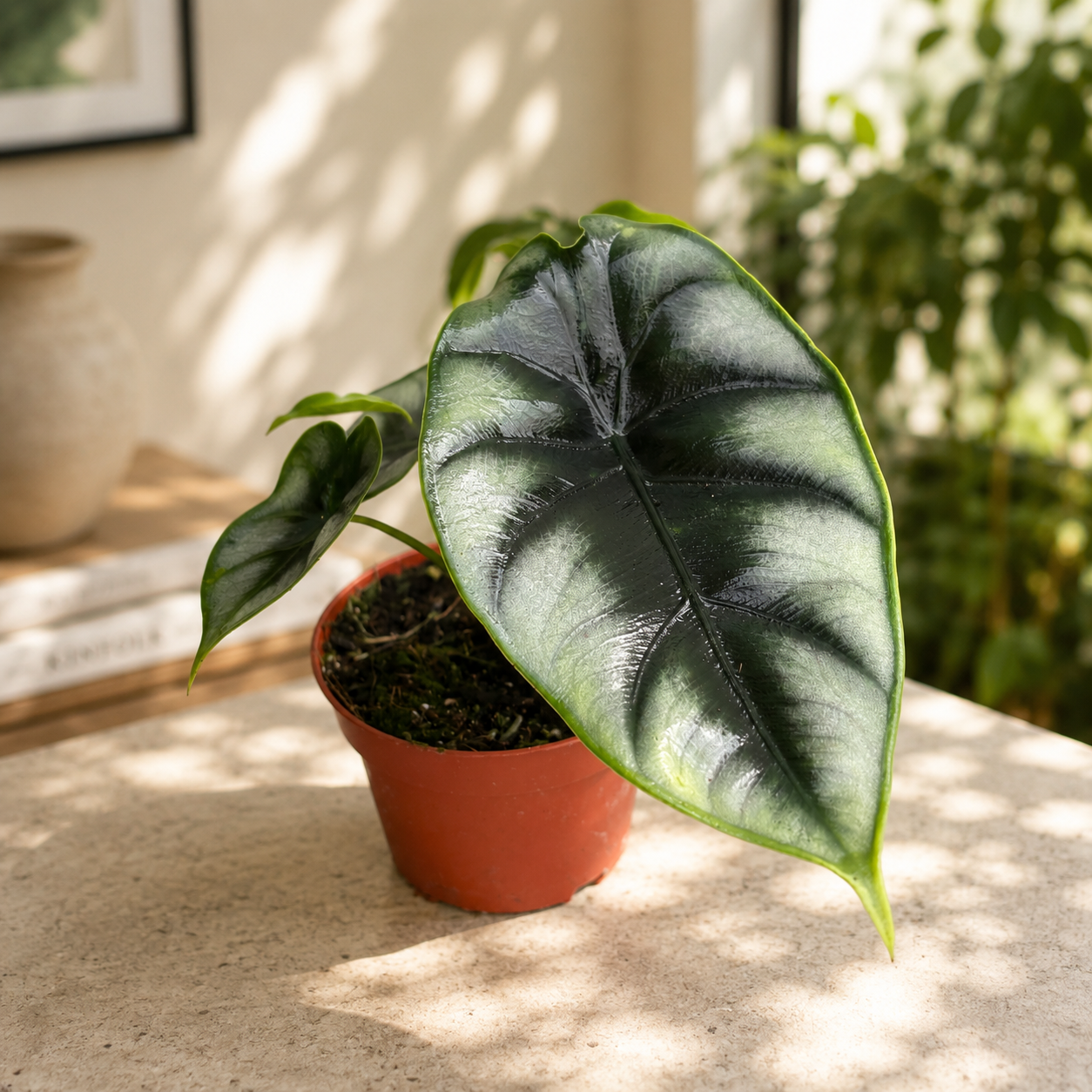 Alocasia reversa