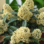 Skimmia japonica ‘Theresa’ (liliac  japonez) 3pp - flori parfumate