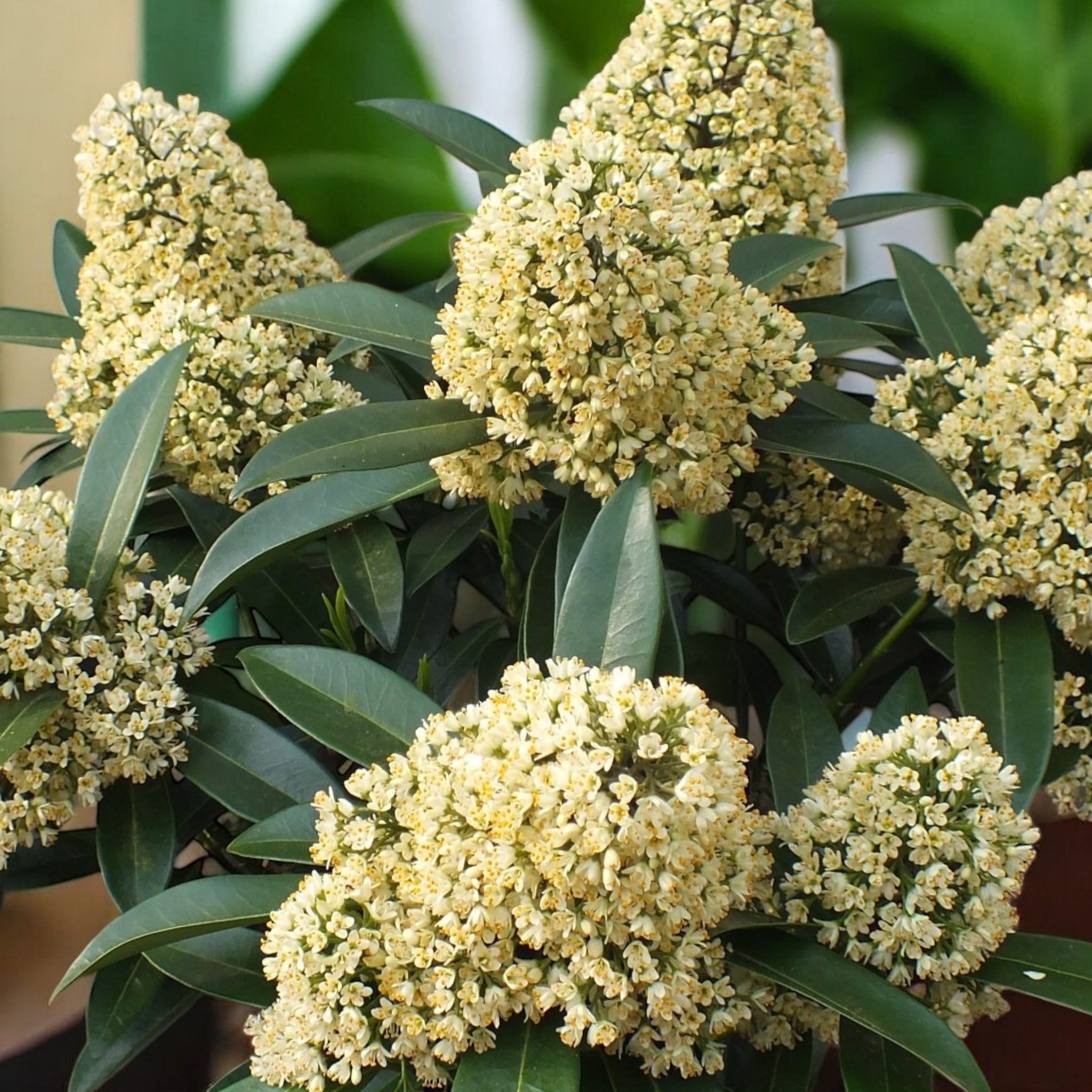 Skimmia japonica ‘Theresa’ (liliac  japonez) 3pp - flori parfumate