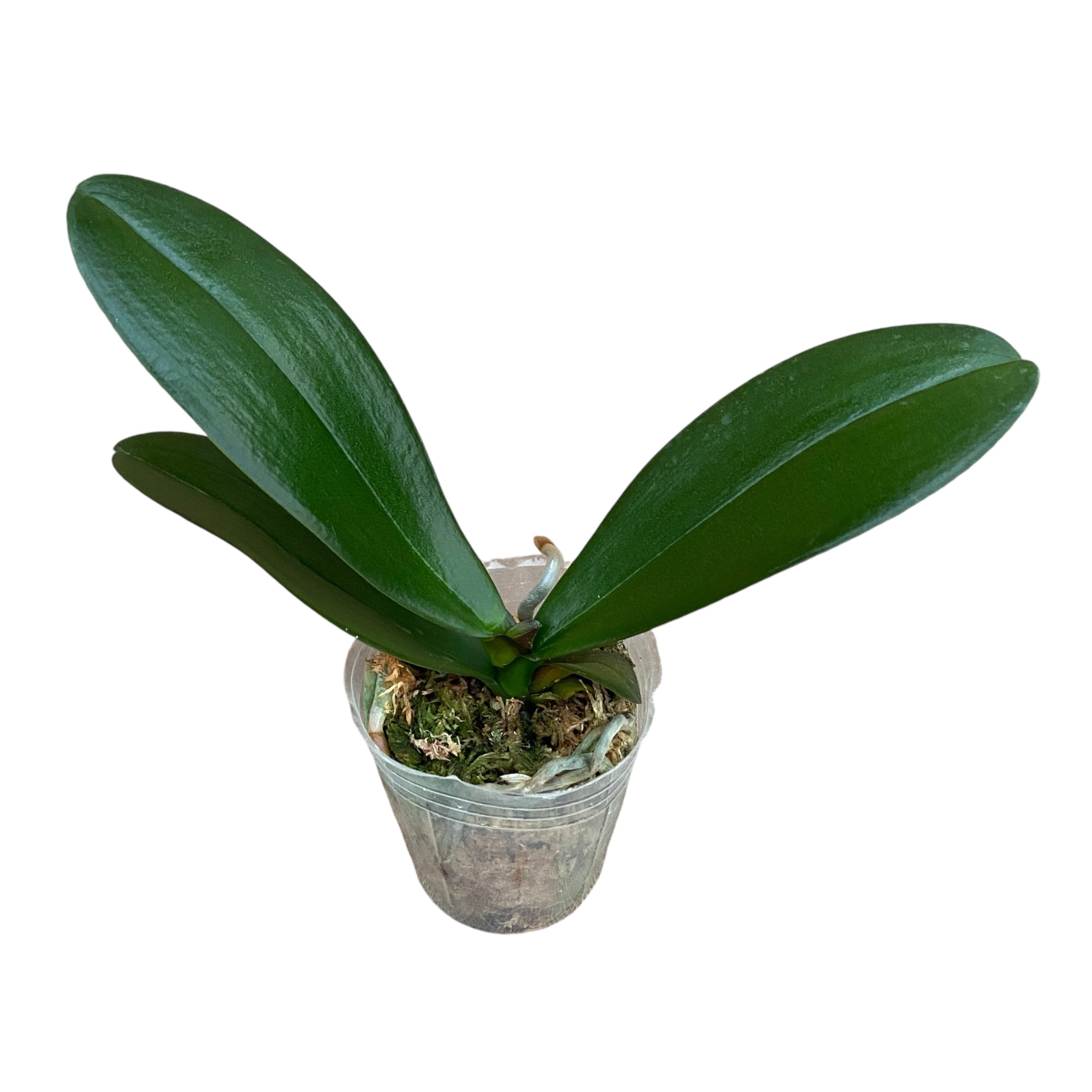 Phalaenopsis Beauty Soulmate