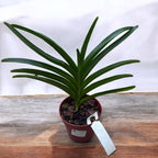 Vanda Jane Edgley (Vanda Haad Song-Khla x Vanda Red Devil)