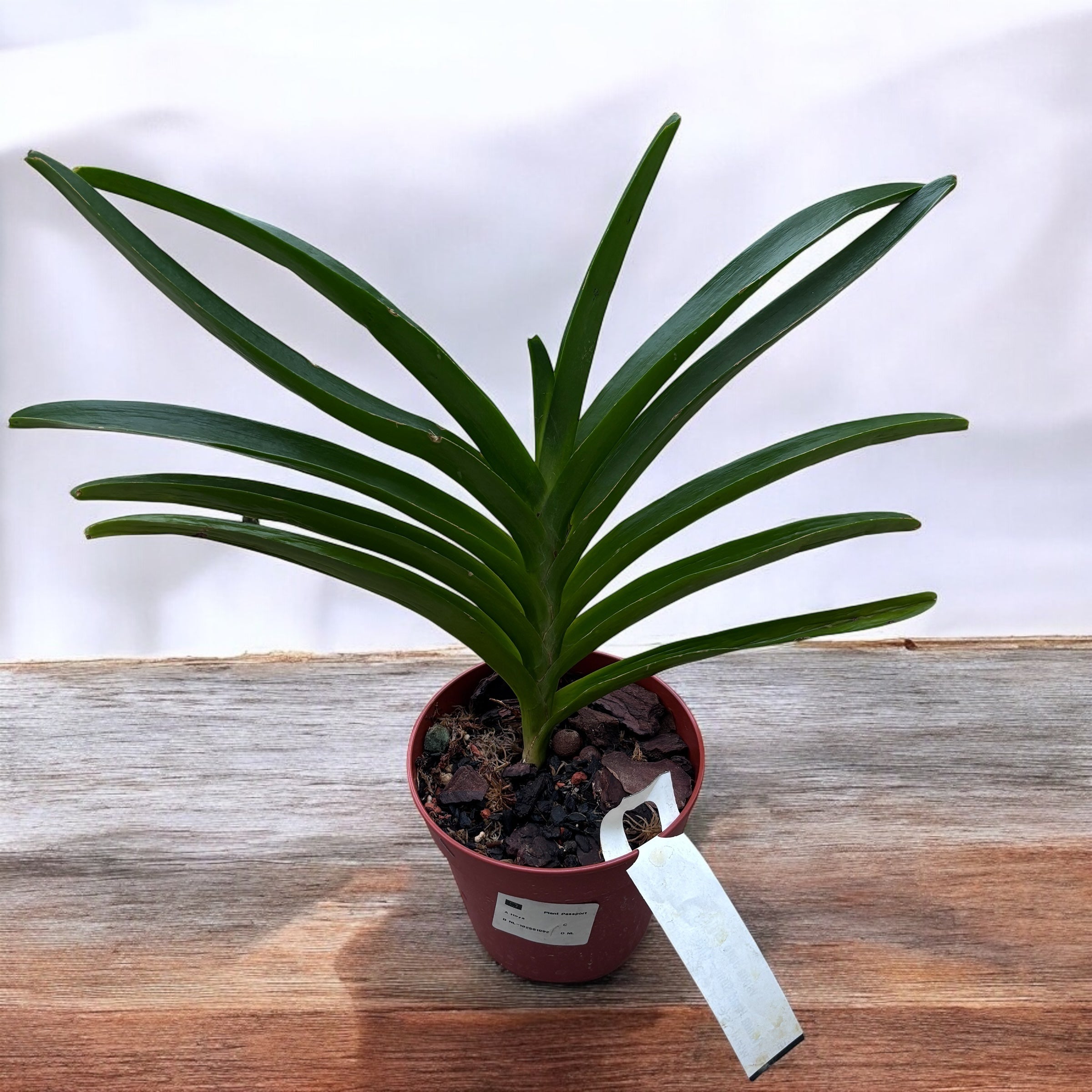 Vanda Jane Edgley (Vanda Haad Song-Khla x Vanda Red Devil)