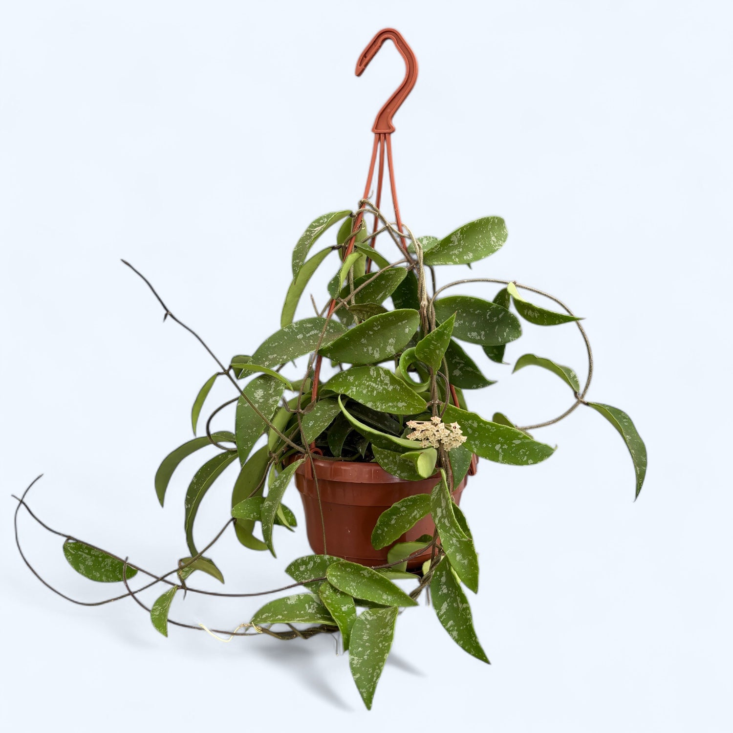 Hoya phuwuaensis - exemplare XL!