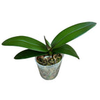 Phalaenopsis Miki Pink Rabbit '174' (pelorinen - perhonen)